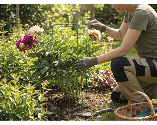 Une personne dans le jardin s'agenouille à côté d'une pivoine et place un support pour plantes en métal autour de la plante.
