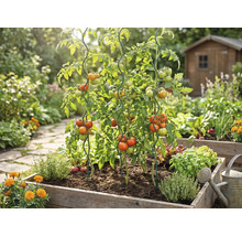 Plants de tomates dans un potager surélevé en bois, soutenus par des tuteurs en spirale en métal, entourés d'herbes dans un jardin lumineux.