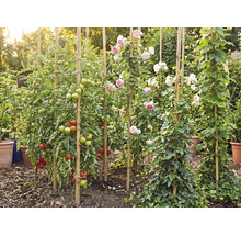 Jardin avec des plants de tomates, des roses et du lierre grimpant sur des tuteurs en bambou, entouré de paillis et de pots de fleurs.