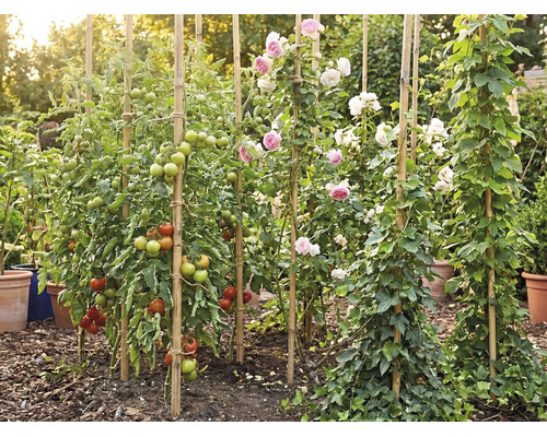 Jardin avec des plants de tomates, des roses et du lierre grimpant sur des tuteurs en bambou, entouré de paillis et de pots de fleurs.
