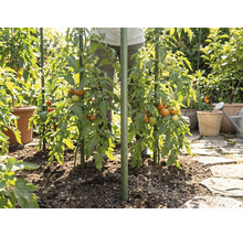 Pieds de tomates dans un jardin, soutenus par des tuteurs verts, plantés en pleine terre à côté d'un chemin en pierre.