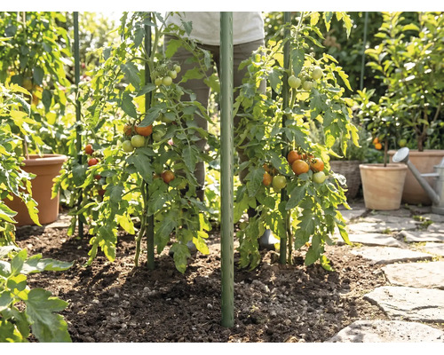 Pieds de tomates dans un jardin, soutenus par des tuteurs verts, plantés en pleine terre à côté d'un chemin en pierre.