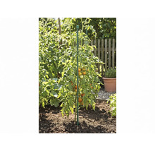 Plant de tomates avec fruits soutenu par un tuteur dans un potager.