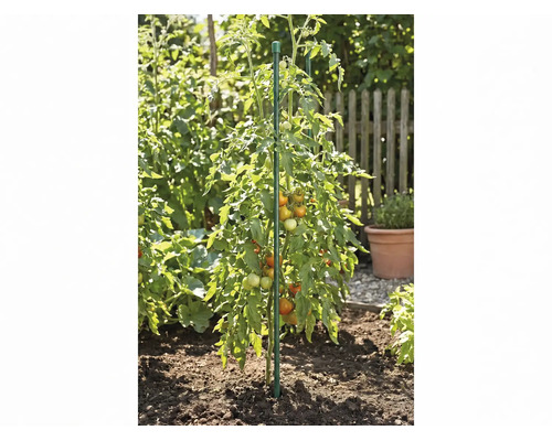 Plant de tomates avec fruits soutenu par un tuteur dans un potager.
