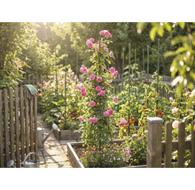 Potager lumineux avec des carrés potagers en bois, un rosier grimpant sur un tuteur, des plants de tomates, des arrosoirs et une clôture en bois.