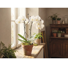 Orchidée blanche dans un pot en terre cuite sur un rebord de fenêtre en bois dans une pièce lumineuse avec d'autres plantes.