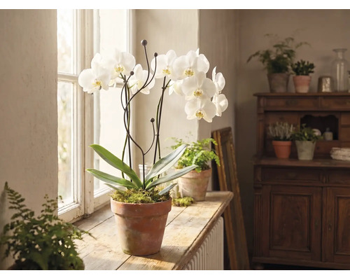 Orchidée blanche dans un pot en terre cuite sur un rebord de fenêtre en bois dans une pièce lumineuse avec d'autres plantes.