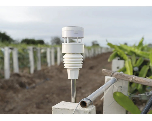 Anémomètre intelligent Netatmo monté sur une tige métallique dans un champ avec des rangées de plantes.
