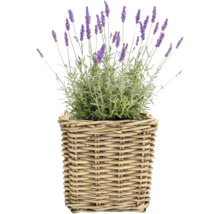 Panier à plantes Leah Bali fibre naturelle 38 x 38 x 37 cm gris marron