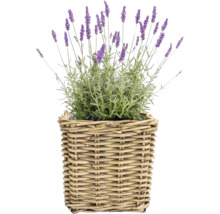 Panier à plantes Leah Bali fibre naturelle 45 x 45 x 43 cm gris marron