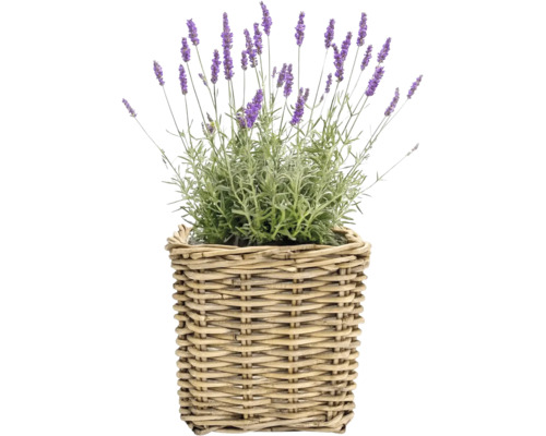 Panier à plantes Leah Bali fibre naturelle 45 x 45 x 43 cm gris marron