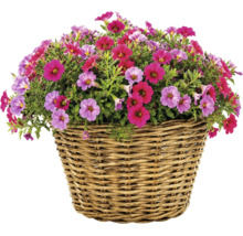 Panier à plantes Split en fibre naturelle, Ø 29 cm, H 20 cm, gris