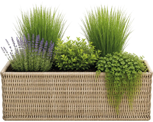 Jardinière rectangulaire en résine tressée avec lavande, herbe ornementale et plantes vertes tombantes.