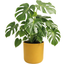 Monstera deliciosa avec de grandes feuilles en forme de coeur et des fentes dans un pot jaune cylindrique.
