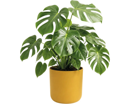 Monstera deliciosa avec de grandes feuilles en forme de coeur et des fentes dans un pot jaune cylindrique.