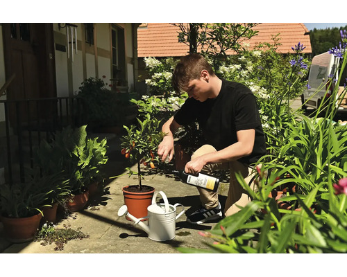 Un homme sur une terrasse ensoleillée verse de l'engrais liquide d'une bouteille dans un arrosoir blanc à côté d'un agrume en pot.