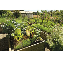 Carré potager surélevé en bois avec divers légumes comme des blettes et de la ciboulette dans un jardin lumineux avec une serre à l'arrière-plan.