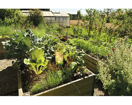 Carré potager surélevé en bois avec divers légumes comme des blettes et de la ciboulette dans un jardin lumineux avec une serre à l'arrière-plan.