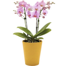 Orchidée Phalaenopsis avec des fleurs roses dans un cache-pot jaune.