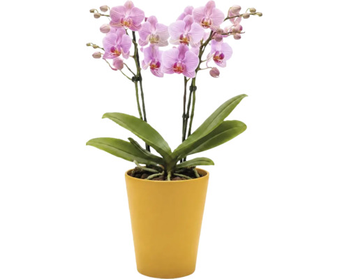 Orchidée Phalaenopsis avec des fleurs roses dans un cache-pot jaune.