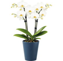 Orchidée Phalaenopsis blanche avec plusieurs fleurs et bourgeons dans un pot en céramique bleu, plante d'intérieur.