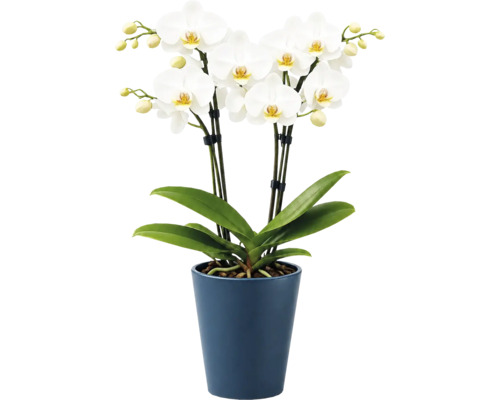 Orchidée Phalaenopsis blanche avec plusieurs fleurs et bourgeons dans un pot en céramique bleu, plante d'intérieur.