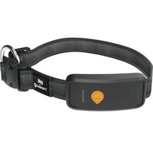 Weenect GPS-Tracker für Hunde, befestigt an einem dunklen Hundehalsband mit Schnellverschluss.