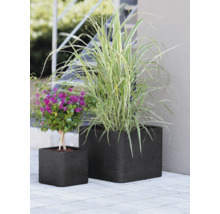 Deux bacs à fleurs carrés et structurés en extérieur, plantés d'une grande graminée ornementale et d'une plante à fleurs violettes.