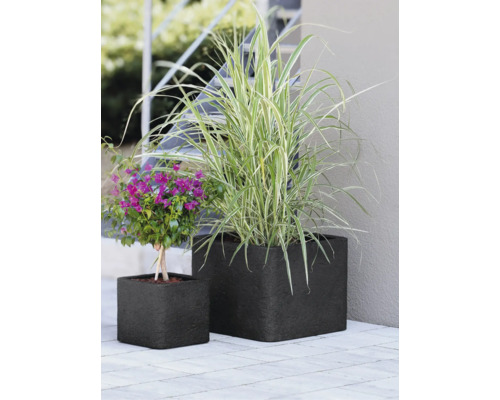 Deux bacs à fleurs carrés et structurés en extérieur, plantés d'une grande graminée ornementale et d'une plante à fleurs violettes.