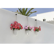 Trois suspensions pour plantes blanches avec des pétunias en fleurs, accrochées à un mur blanc à l'aide de crochets.
