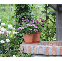 Pflanztopf aus Kunststoff mit passendem Untersetzer, bepflanzt mit Blumen im Garten auf einer Backsteinmauer.