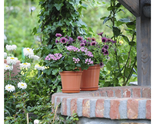 Pflanztopf aus Kunststoff mit passendem Untersetzer, bepflanzt mit Blumen im Garten auf einer Backsteinmauer.