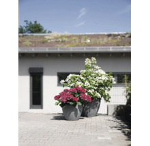 Deux bacs à plantes gris texturés avec des hortensias roses et blancs sur une terrasse pavée devant une maison.