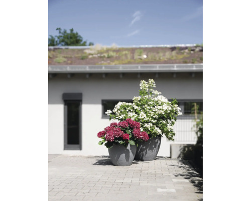 Deux bacs à plantes gris texturés avec des hortensias roses et blancs sur une terrasse pavée devant une maison.