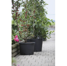 Deux bacs à plantes noirs en plastique avec de petits arbres sur un chemin de jardin pavé.