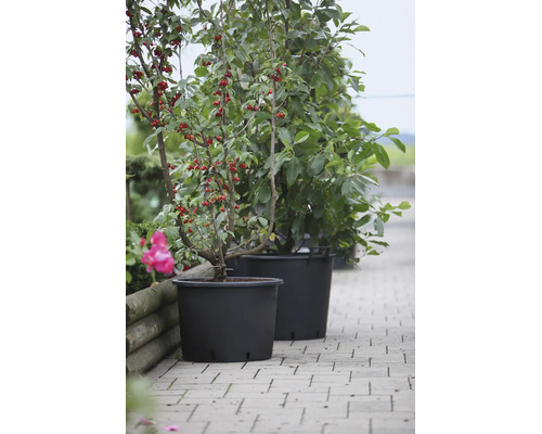 Deux bacs à plantes noirs en plastique avec de petits arbres sur un chemin de jardin pavé.