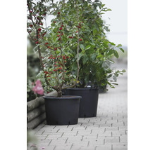 Plantes avec des baies dans des pots noirs sur un chemin pavé
