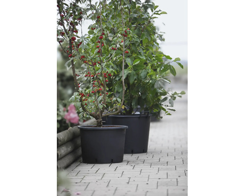 Cornouiller dans un pot de fleurs sur un chemin pavé à l'extérieur
