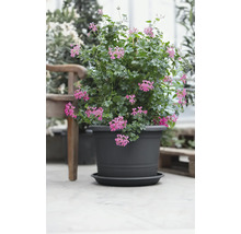 Pot de fleurs en plastique anthracite avec soucoupe, planté de géraniums roses.