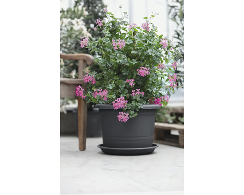 Pot de fleurs en plastique anthracite avec soucoupe, planté de géraniums roses.