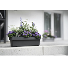 Rechteckiger Balkonkasten bepflanzt mit violetten und weißen Blumen, platziert auf einer hellen Steinmauer vor einer Hauswand.