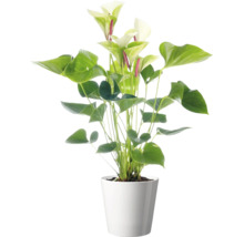 Plante d intérieur Anthurium avec des fleurs blanches dans un cache pot simple