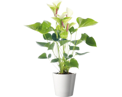 Plante d intérieur Anthurium avec des fleurs blanches dans un cache pot simple