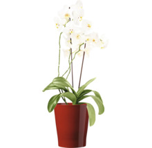 Orchidée Phalaenopsis à fleurs blanches dans un pot rond comme plante d intérieur