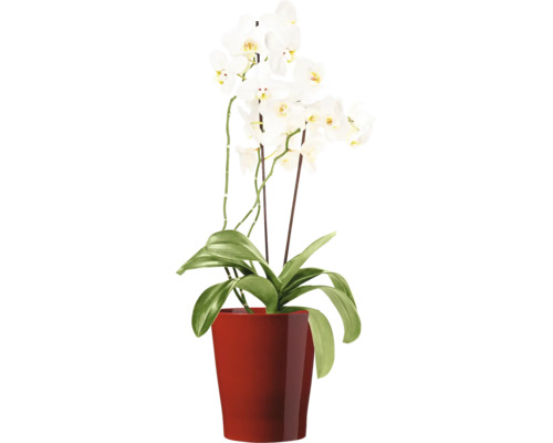 Orchidée Phalaenopsis à fleurs blanches dans un pot rond comme plante d intérieur