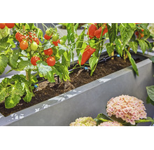 Jardinière avec système d arrosage goutte a goutte automatique pour tomates et poivrons dans un jardin.