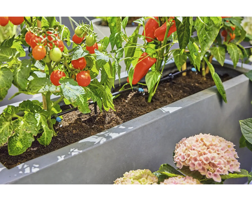 Jardinière avec système d arrosage goutte a goutte automatique pour tomates et poivrons dans un jardin.