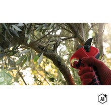 Une personne gantée utilise un sécateur pour tailler une branche d olivier dans le jardin. (Image AI modified or generated)