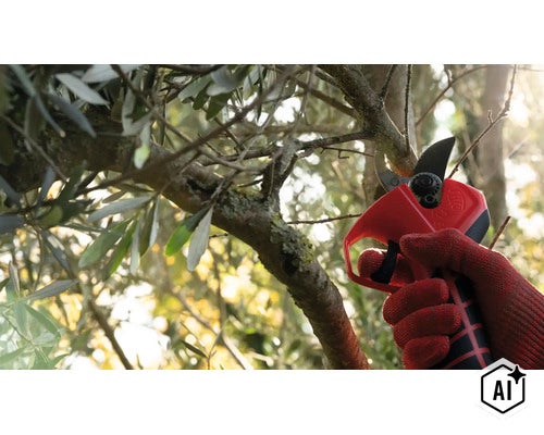 Une personne gantée utilise un sécateur pour tailler une branche d olivier dans le jardin. (Image AI modified or generated)