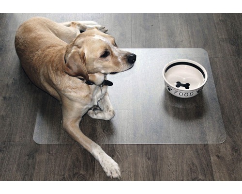 Hond läit nieft enger Fudderschossel op enger transparenter Mat